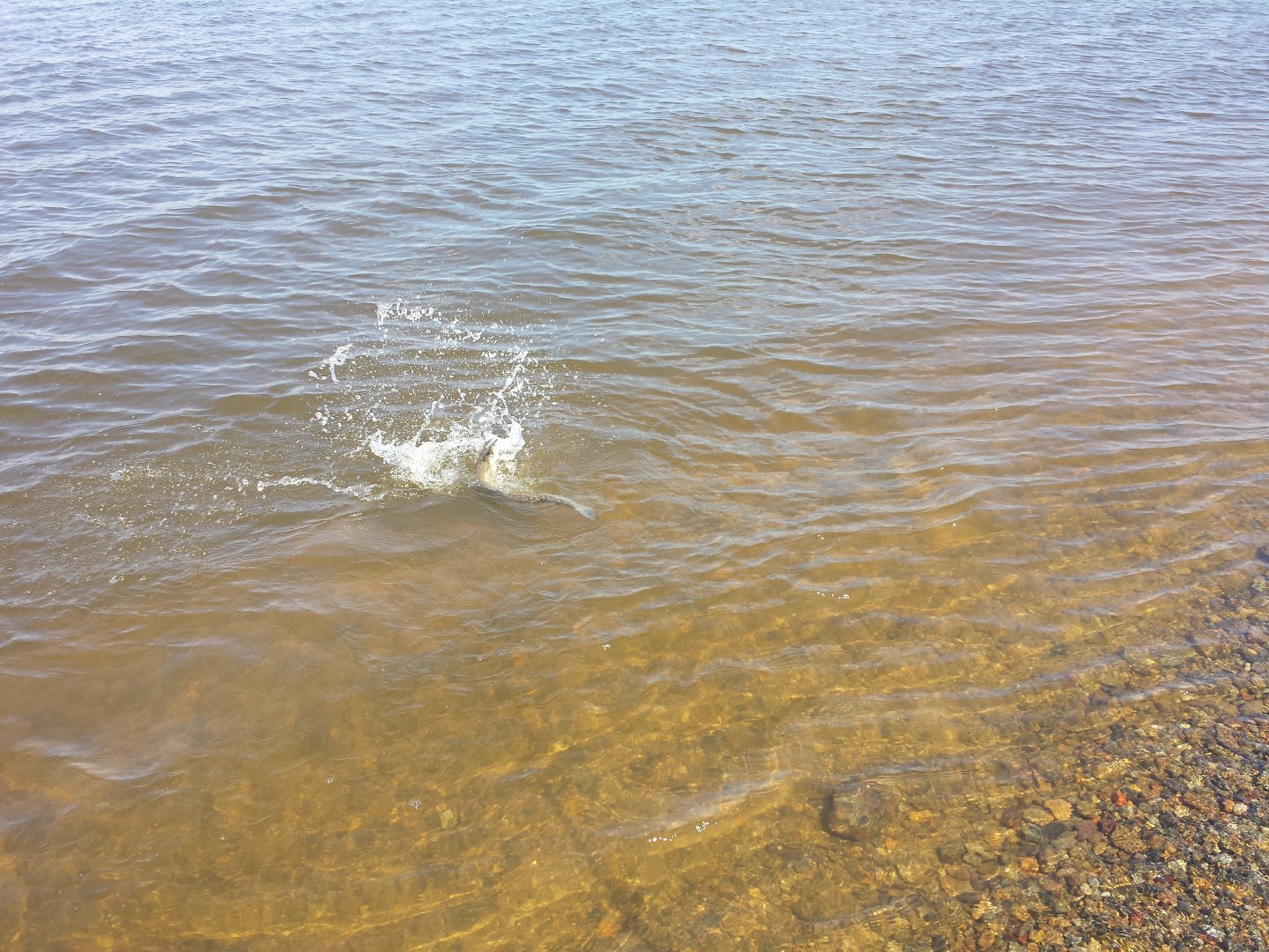 20160604_114706.jpg