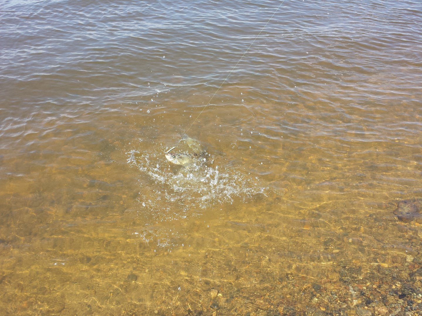 20160604_130655.jpg