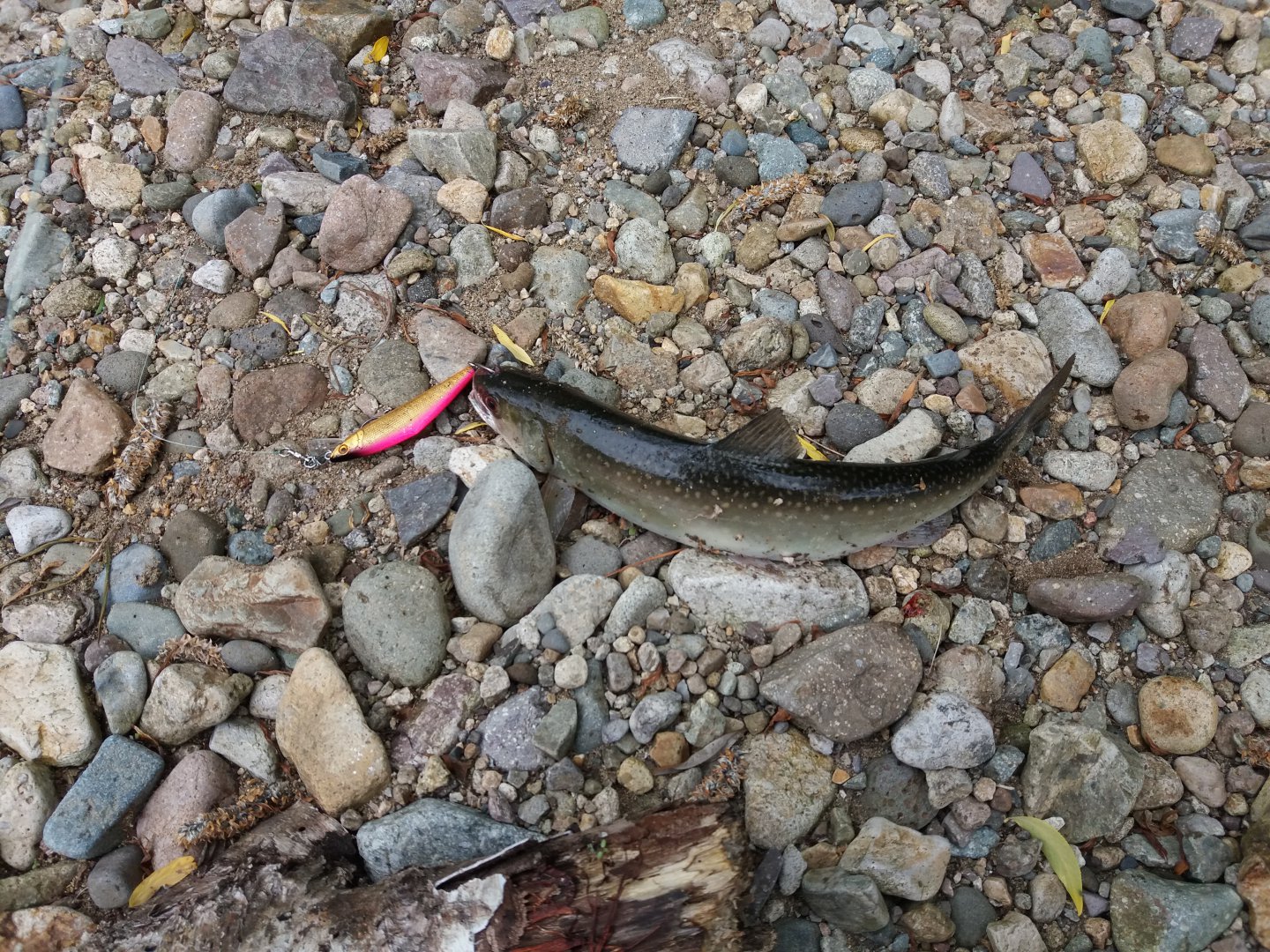 20160625_133232.jpg