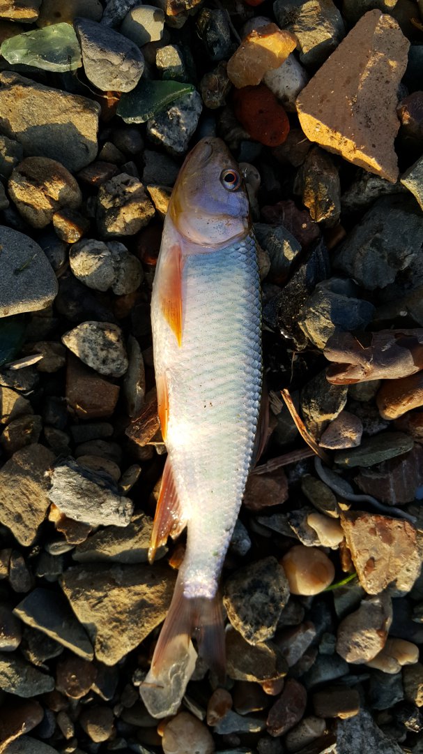 20160628_195438.jpg