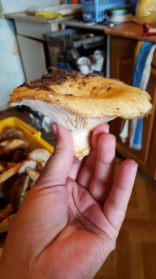 20160829_155836.jpg