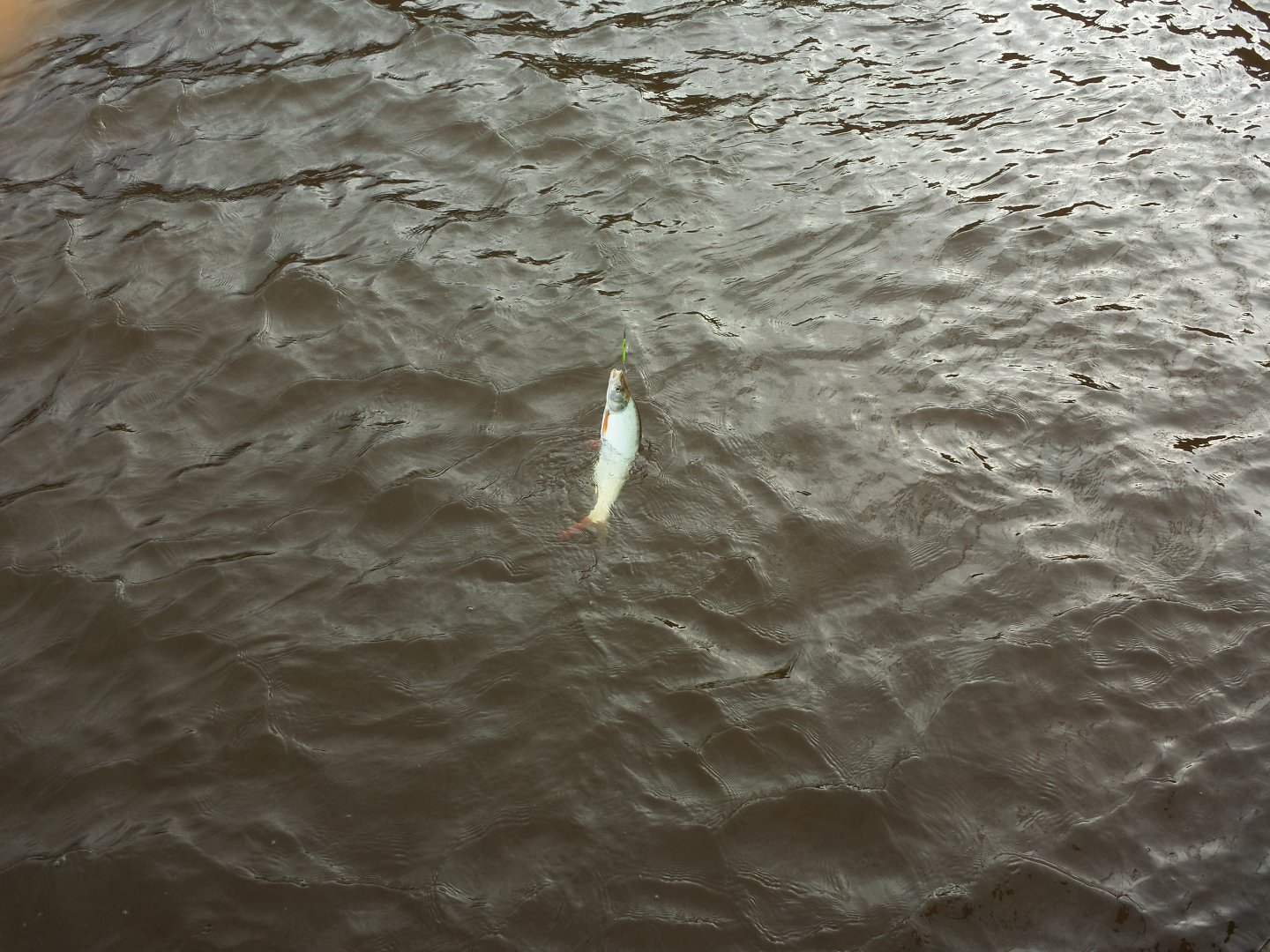 20160908_082852.jpg