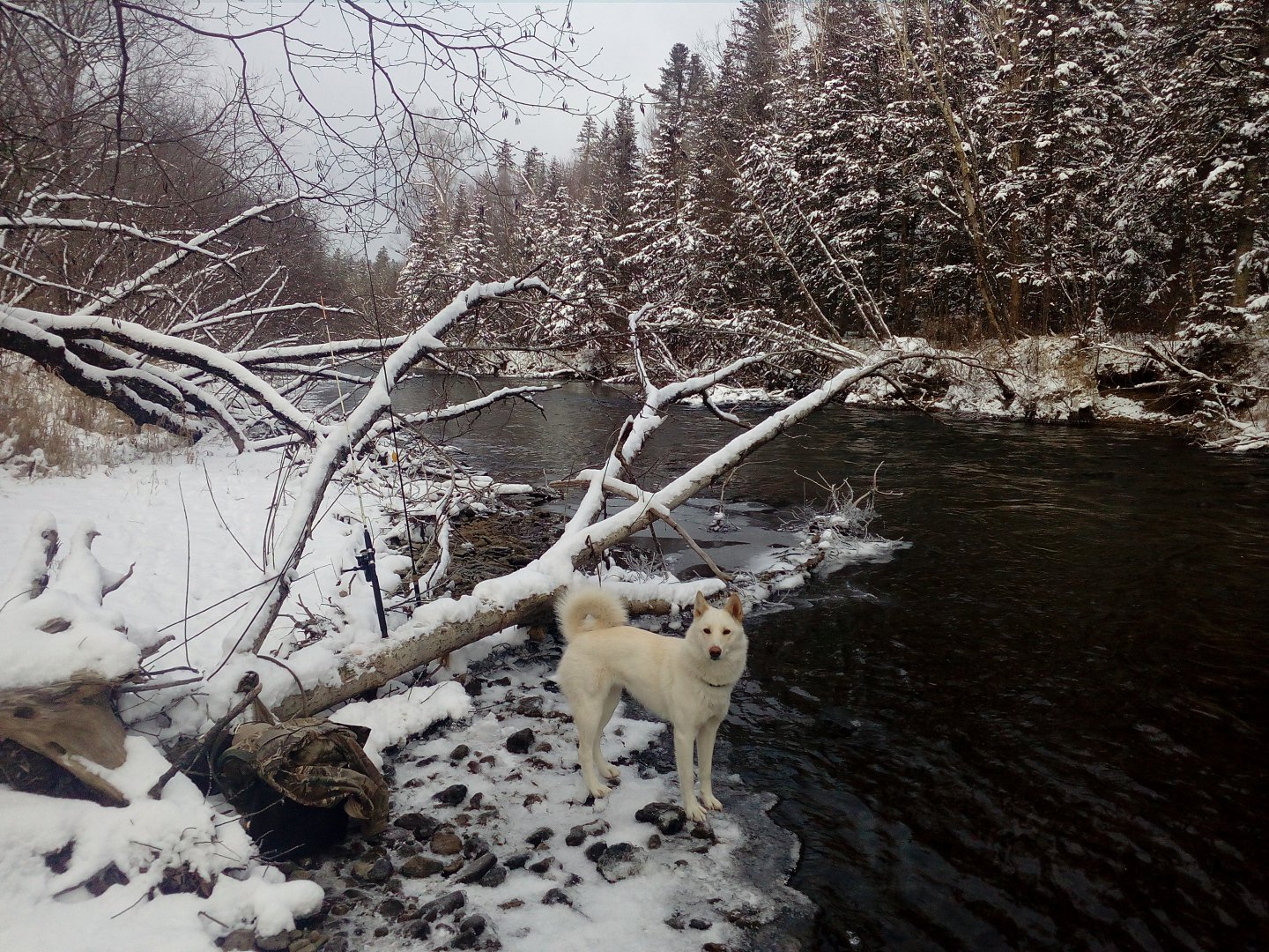 2017-11-04 07-27-52.JPG