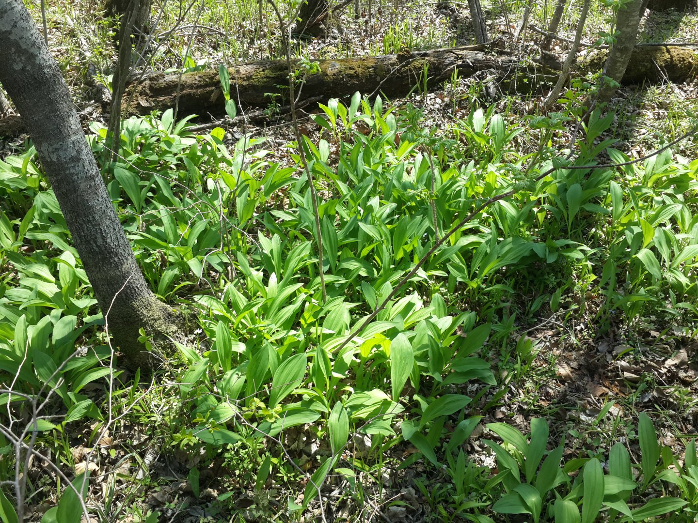 20170509_130917.jpg