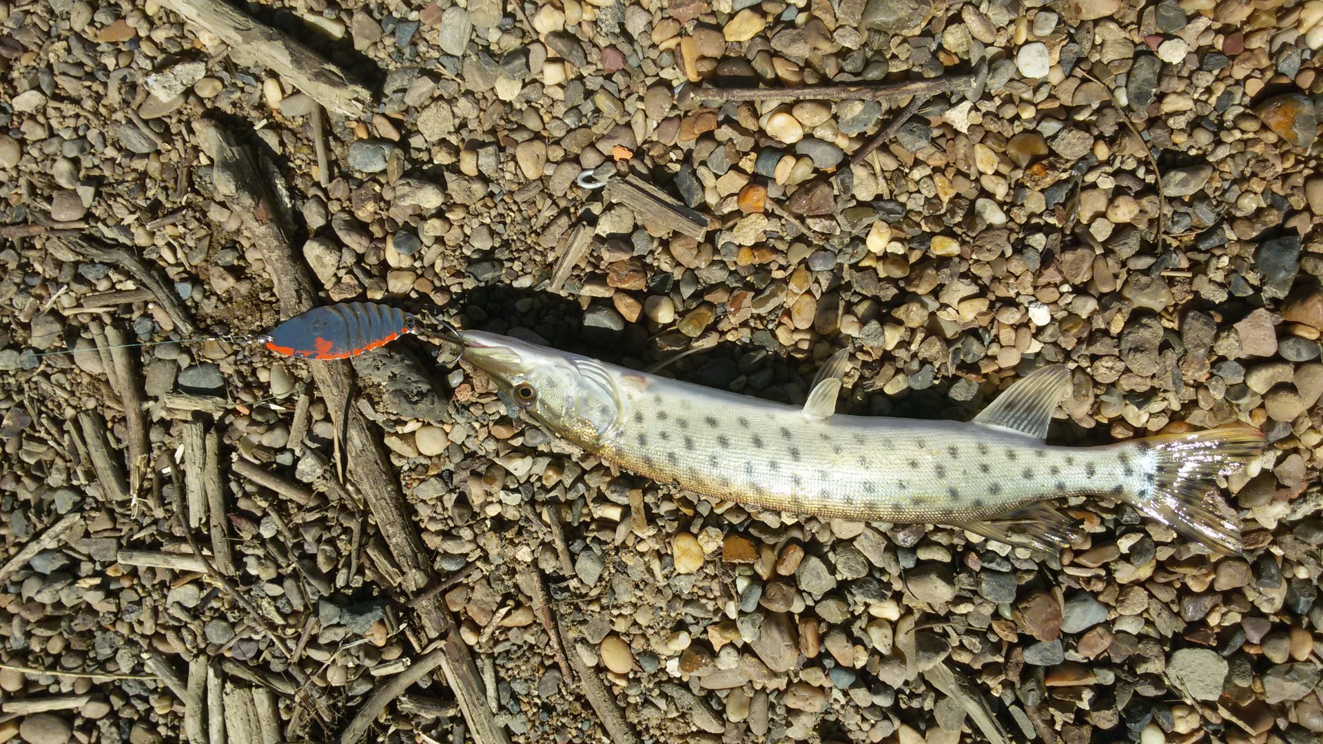 20170522_103806.jpg