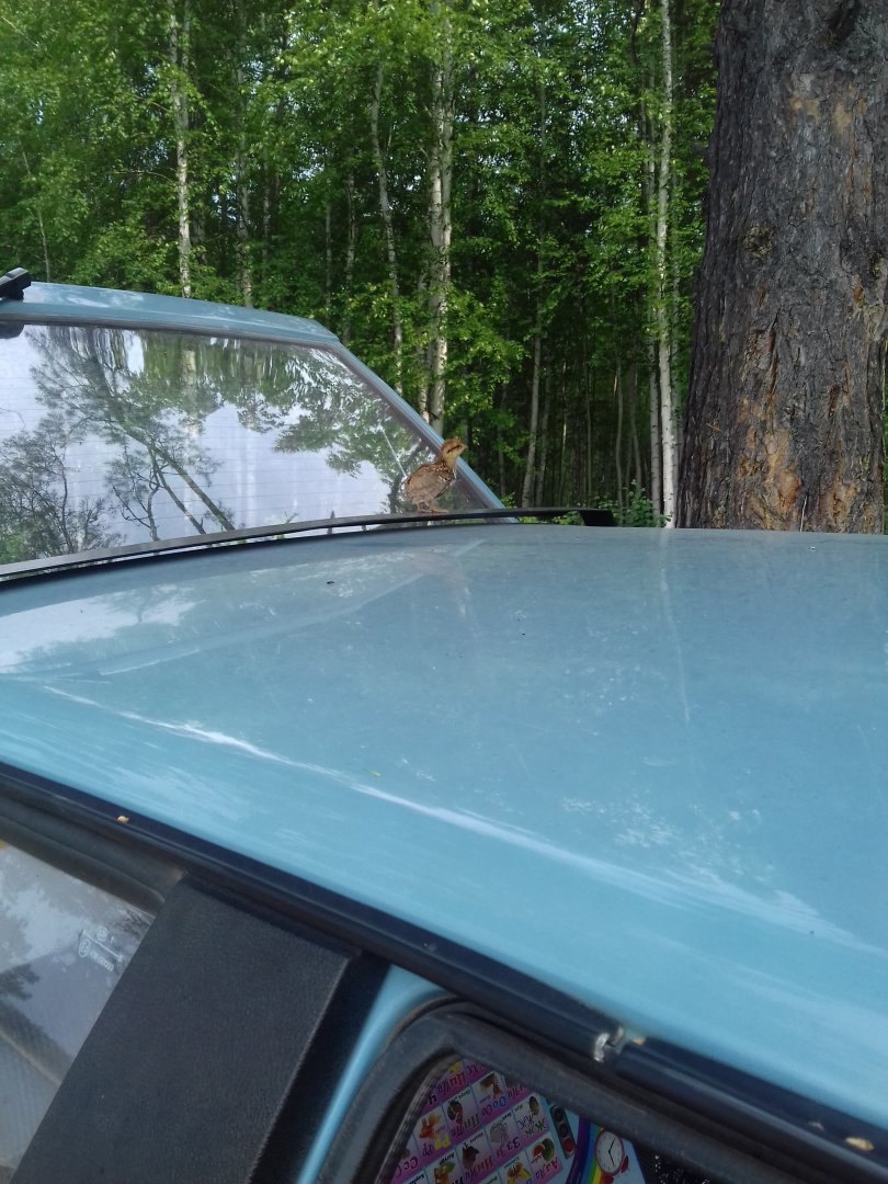 20170627_094513.jpg