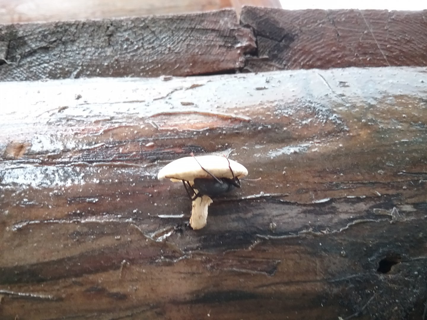 20170731_122920.jpg 20170731_122920.jpg