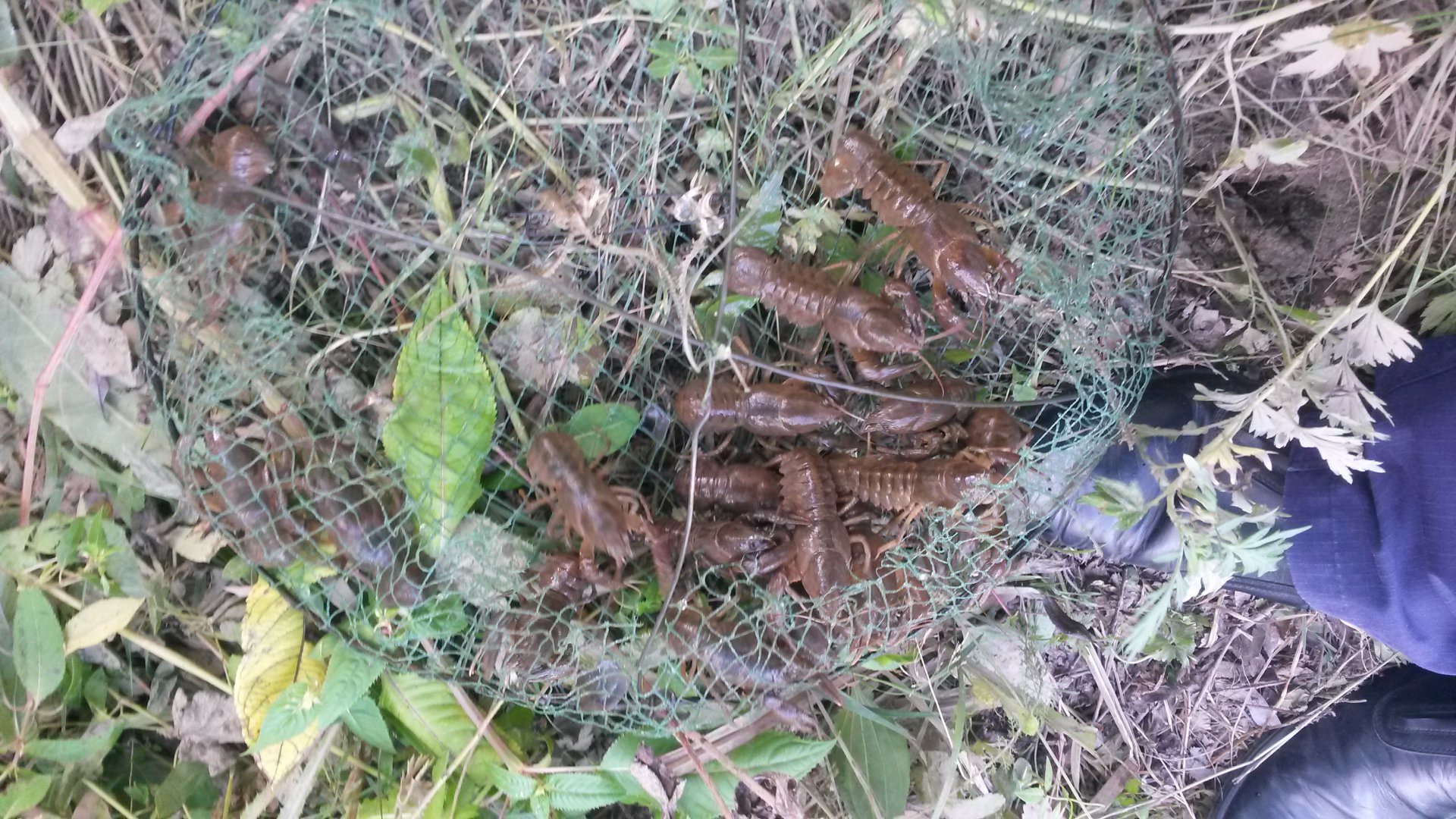 20170817_165231.jpg