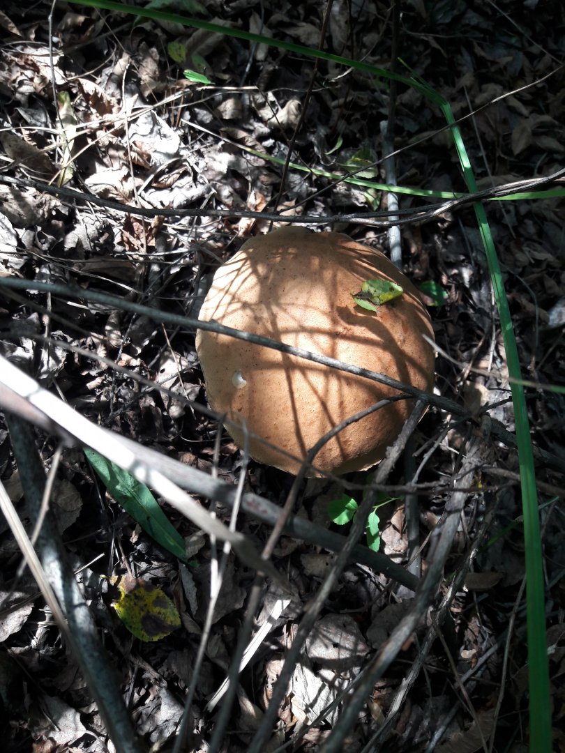 20170819_122931.jpg