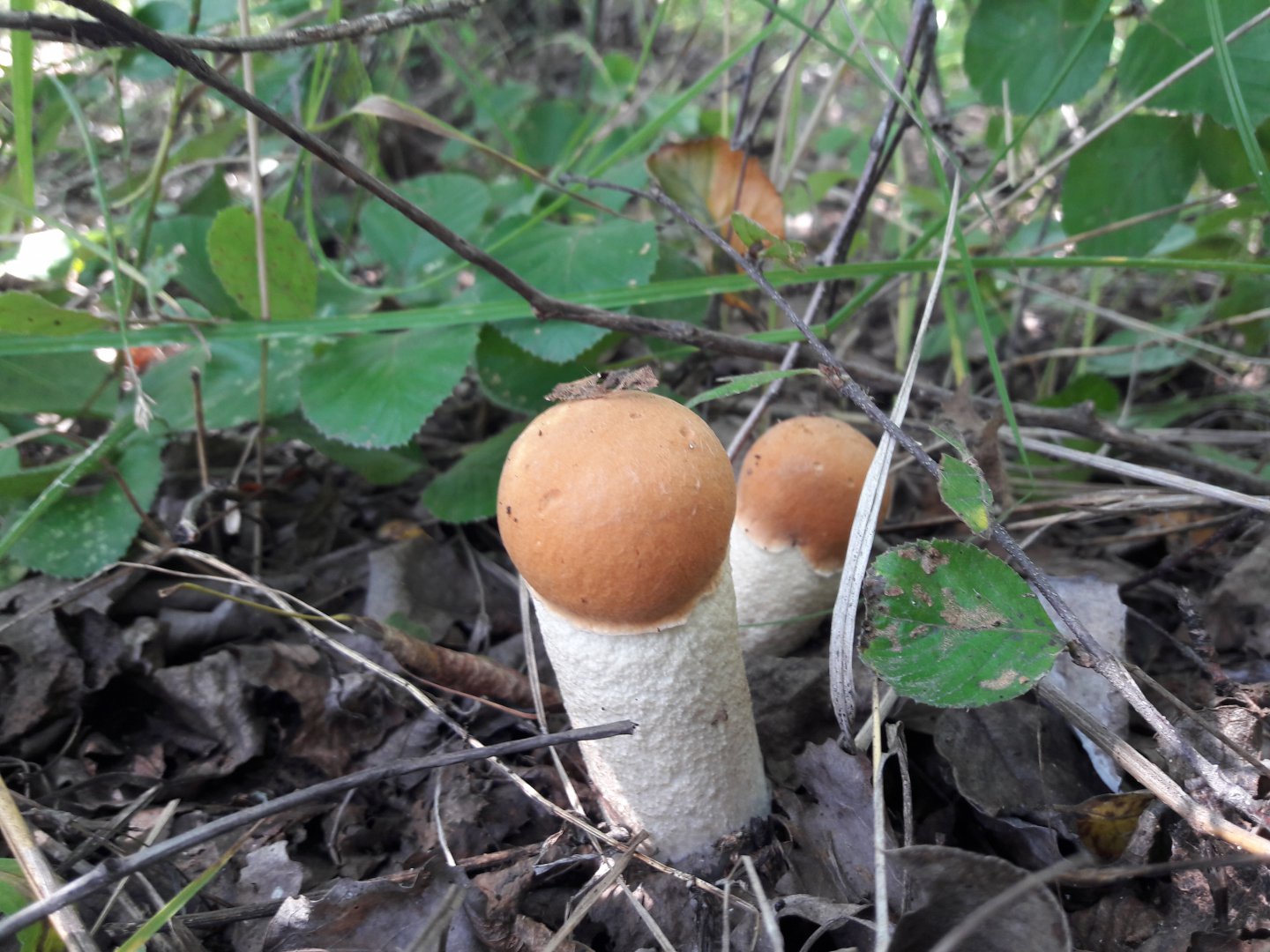 20170819_124058.jpg