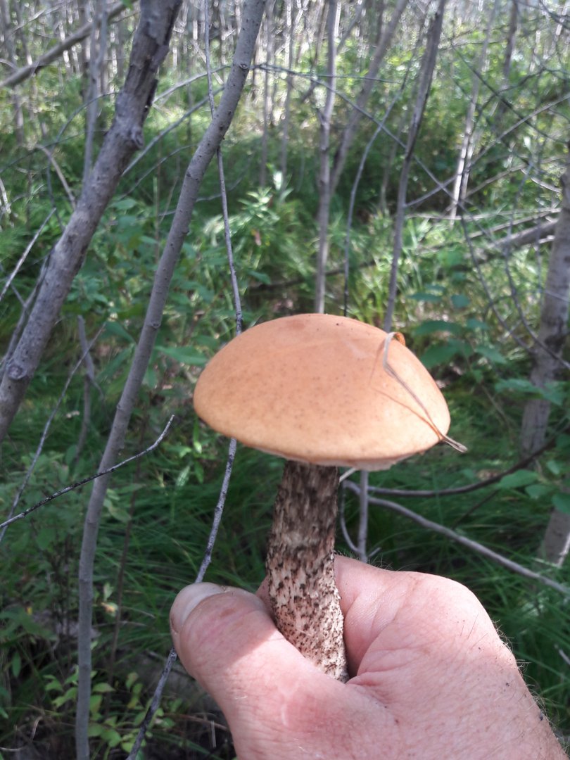 20170819_124942.jpg