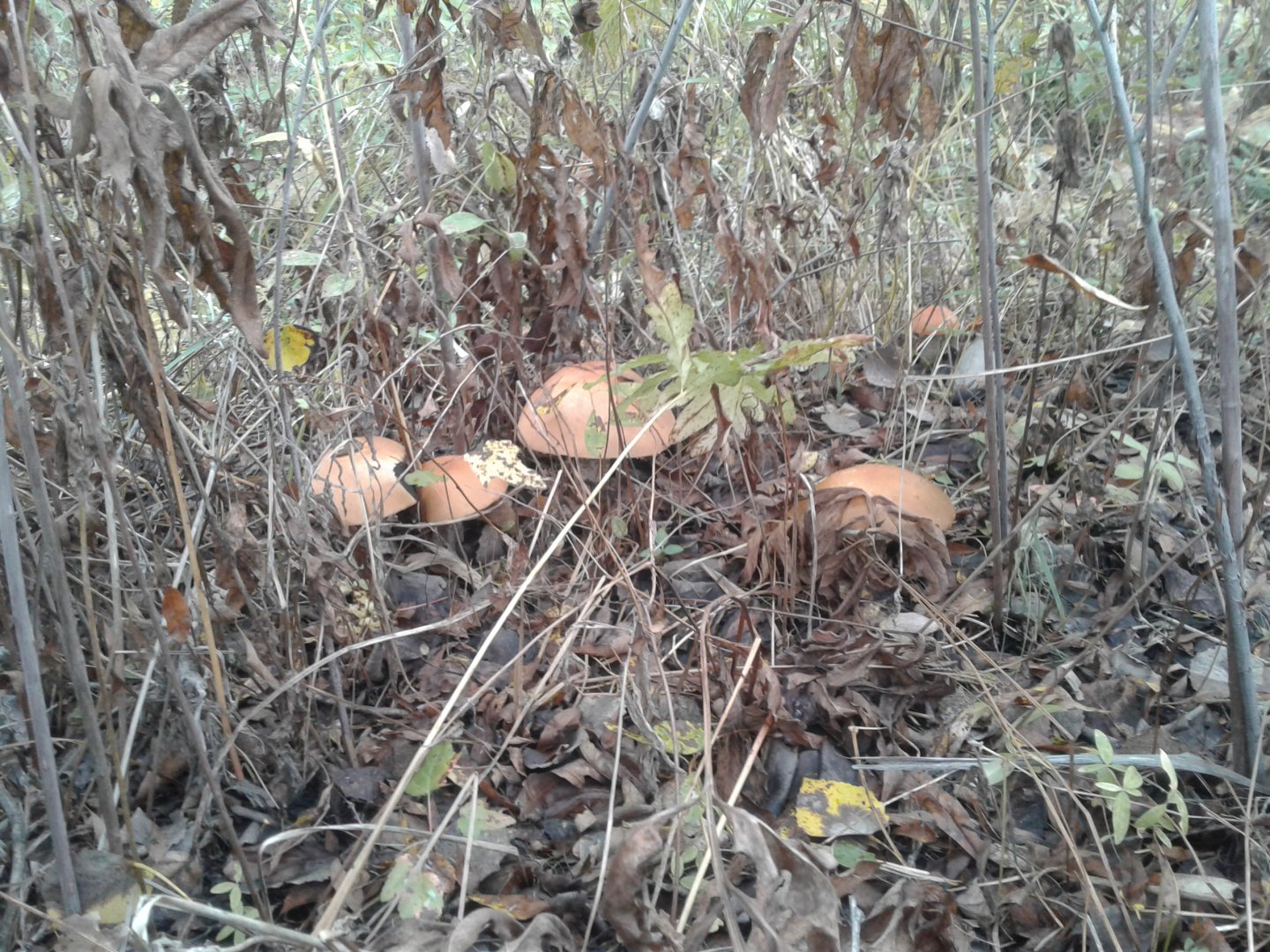 20170915_091552.jpg