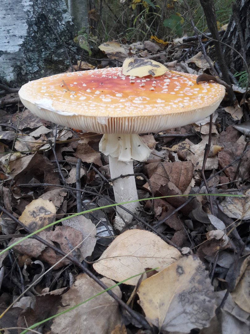20170918_171754.jpg