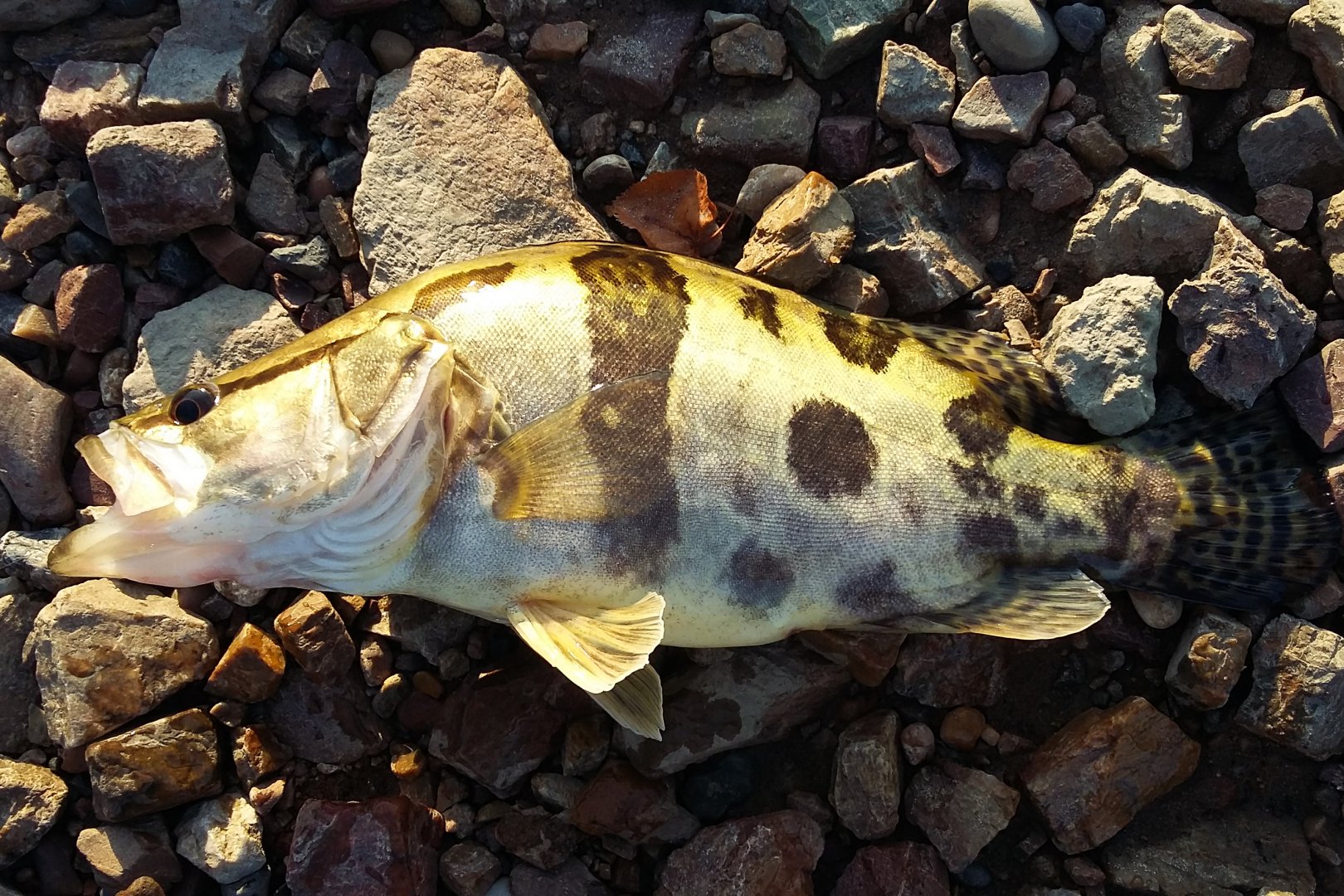 20170921_180345-2.jpg