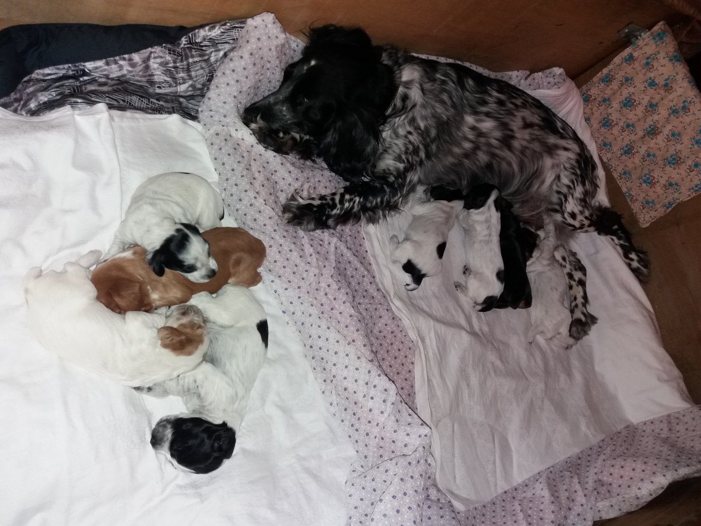 20171215_231641 (2).jpg