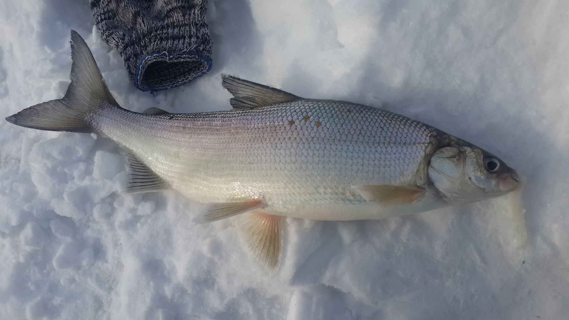 20180111_132654.jpg