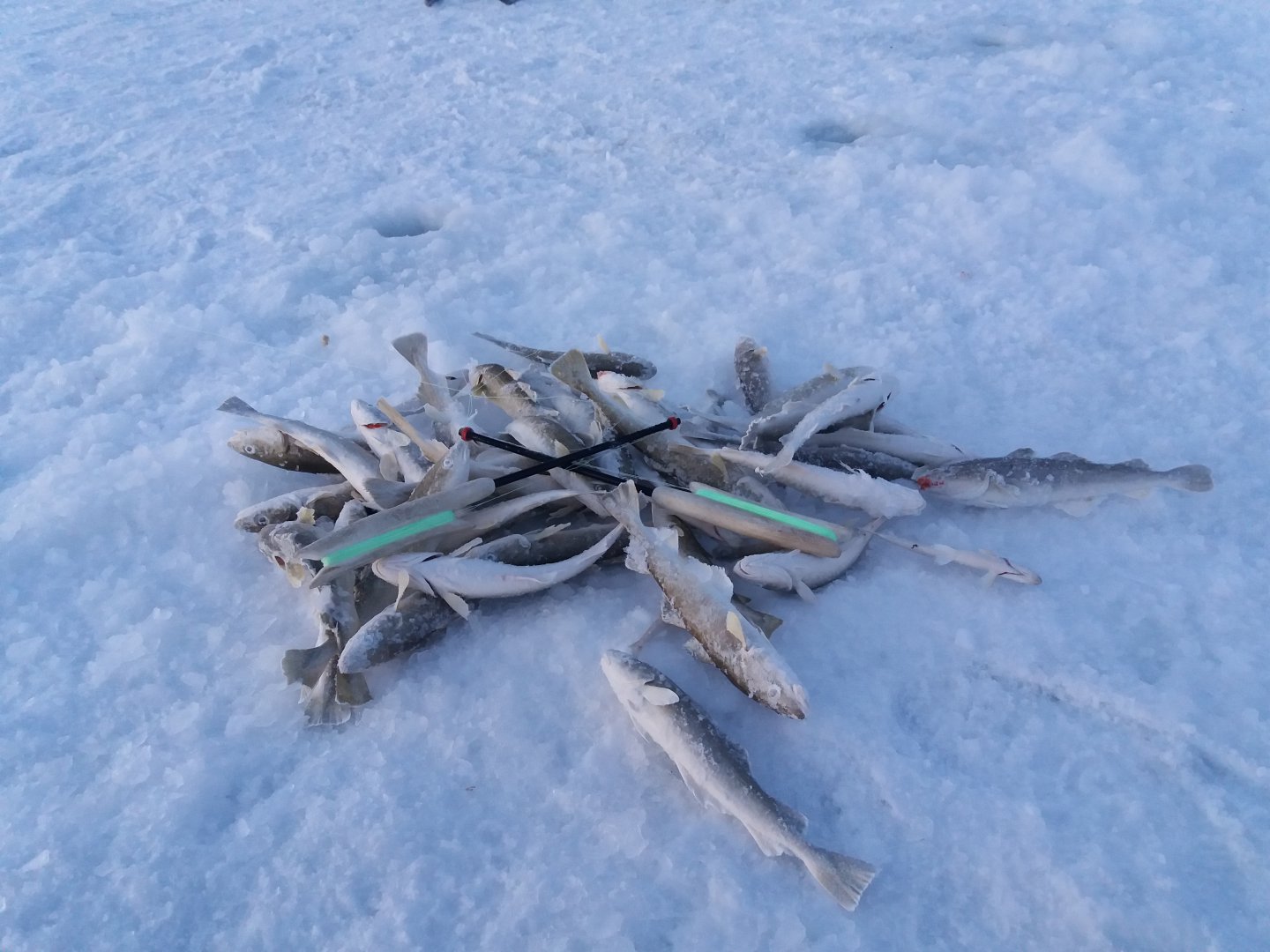 20180208_175130.jpg
