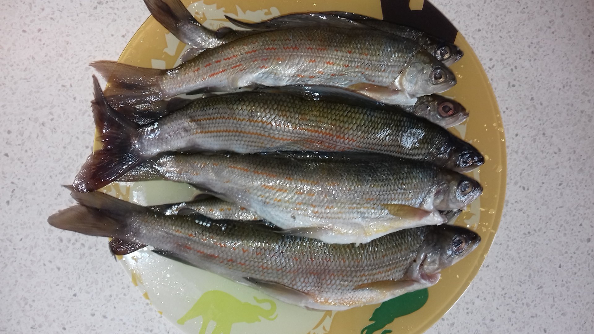 20180419_144801.jpg
