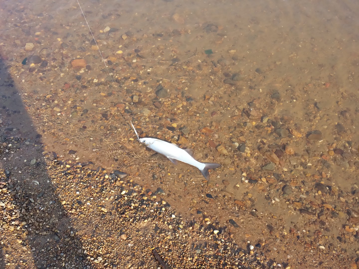 20180502_080609_LLS.jpg