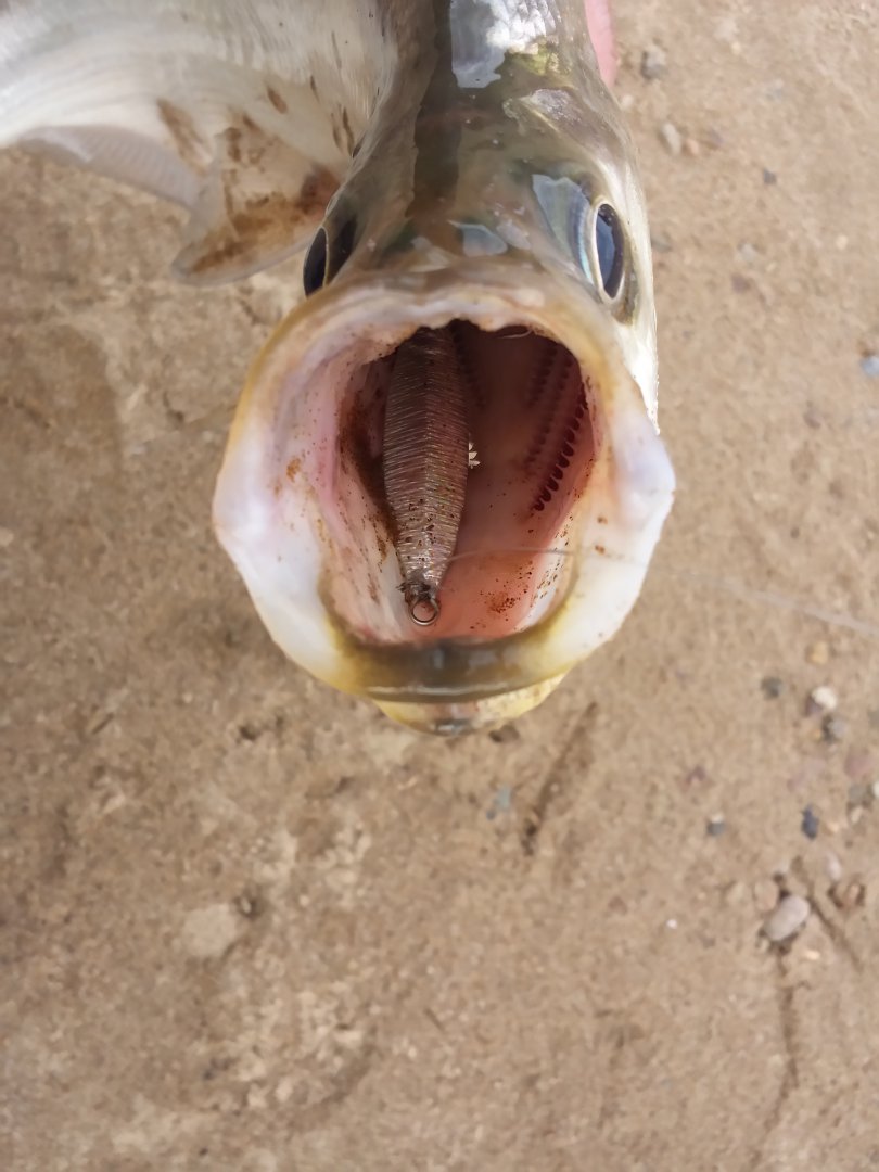20180507_175952_LLS.jpg