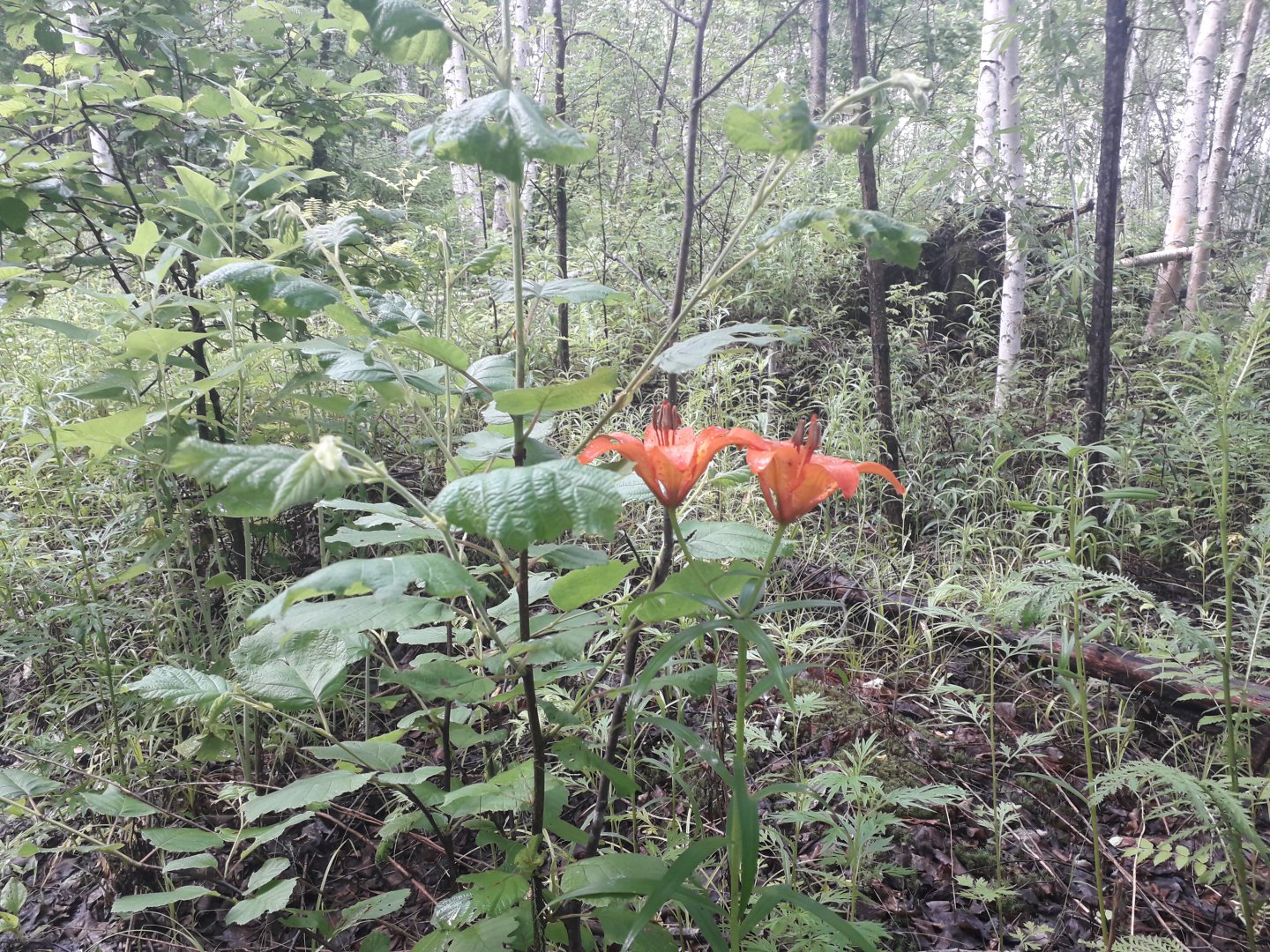 20180701_091513.jpg