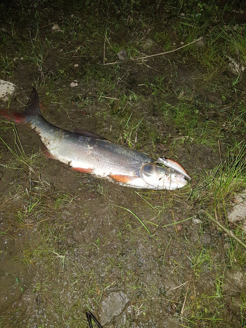 20180717_213312.jpg