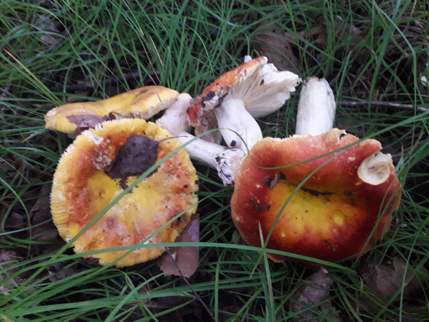 20180722_060346.jpg