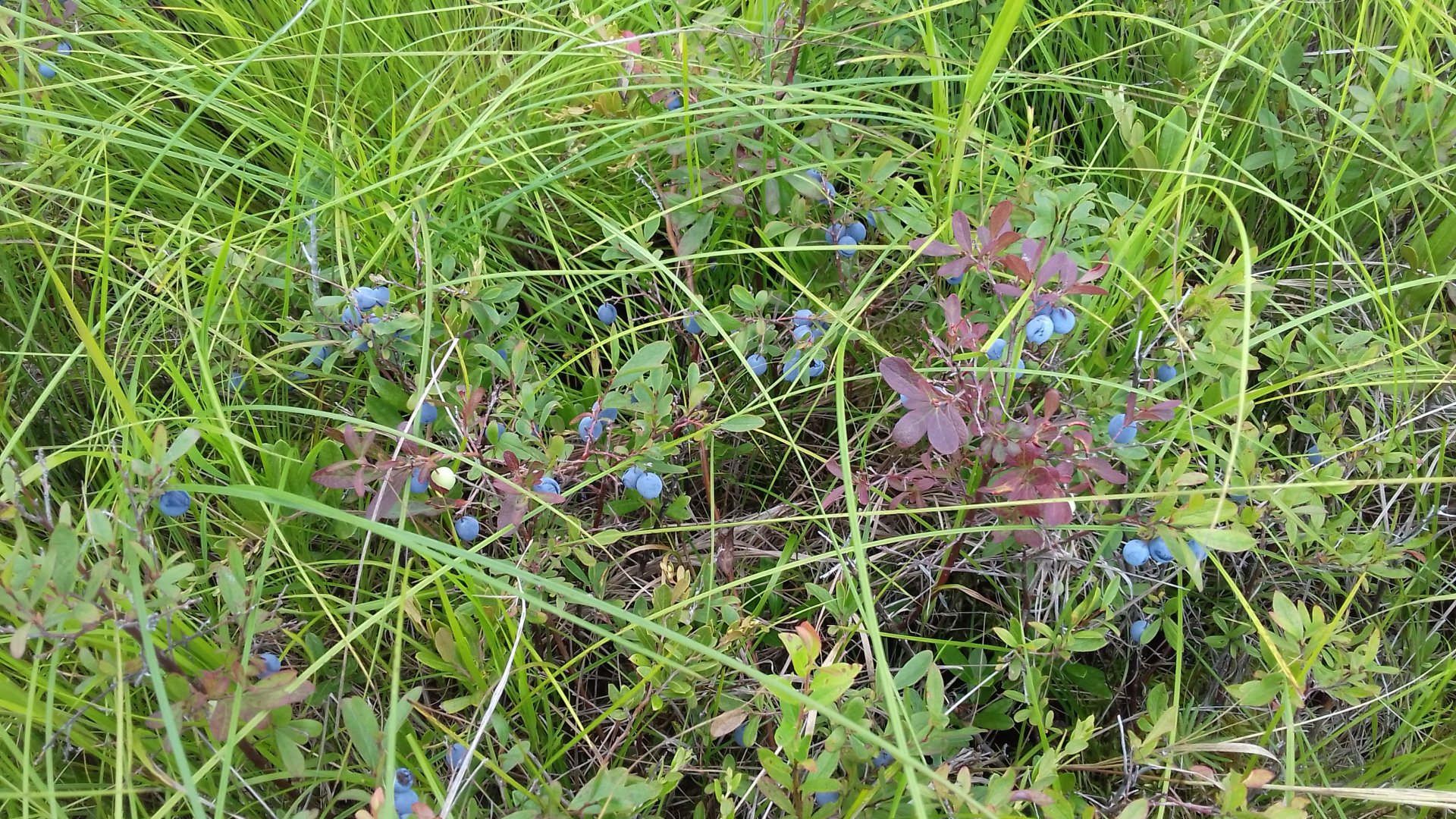 20180728_131958.jpg