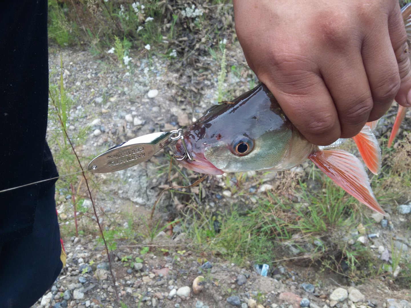 20180811_171003.jpg