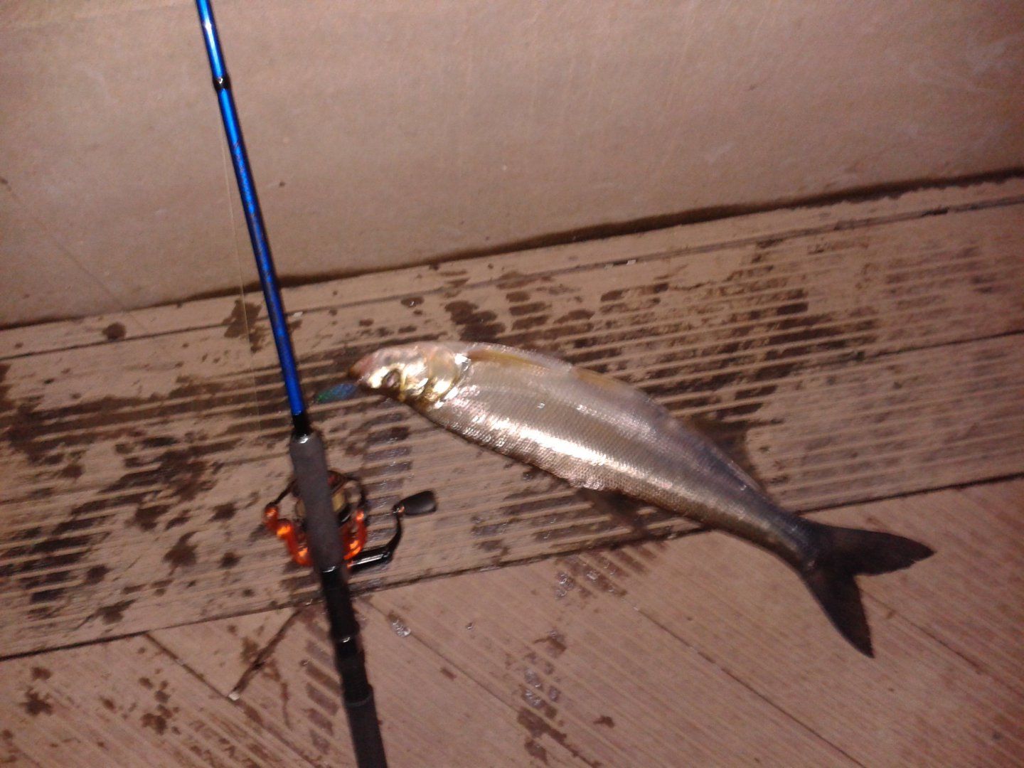 20180820_215124.jpg
