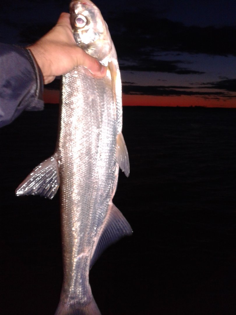 20180920_194517.jpg