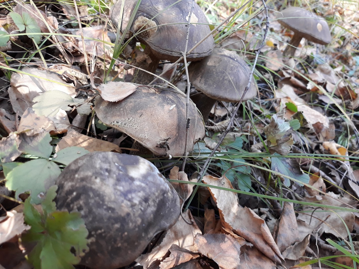 20180921_163111.jpg