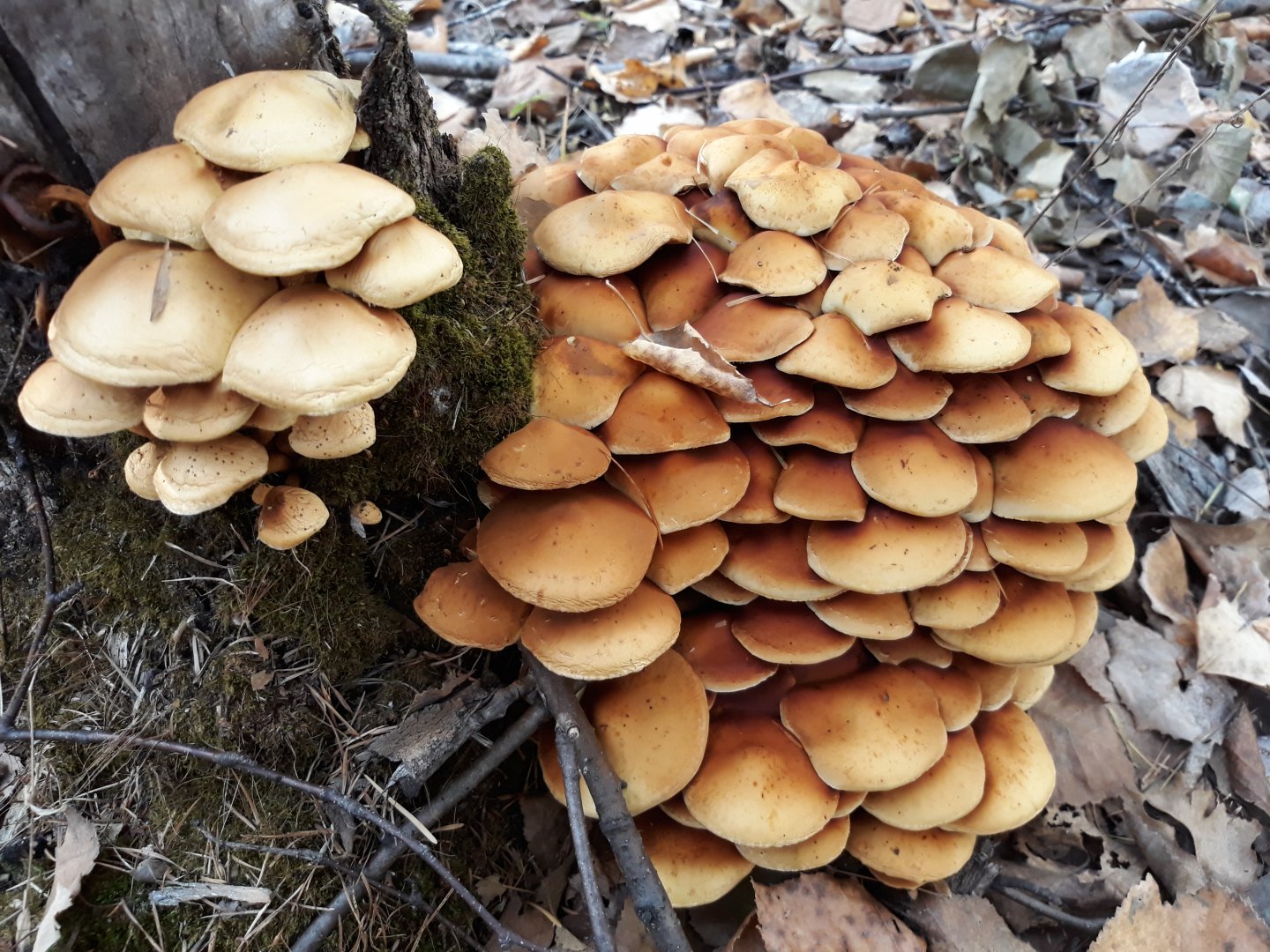 20180921_164509.jpg