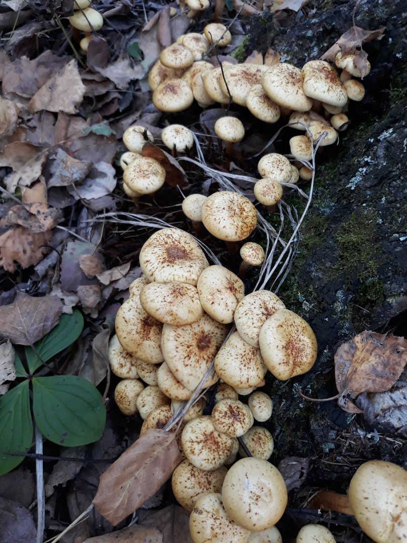 20180921_170246.jpg