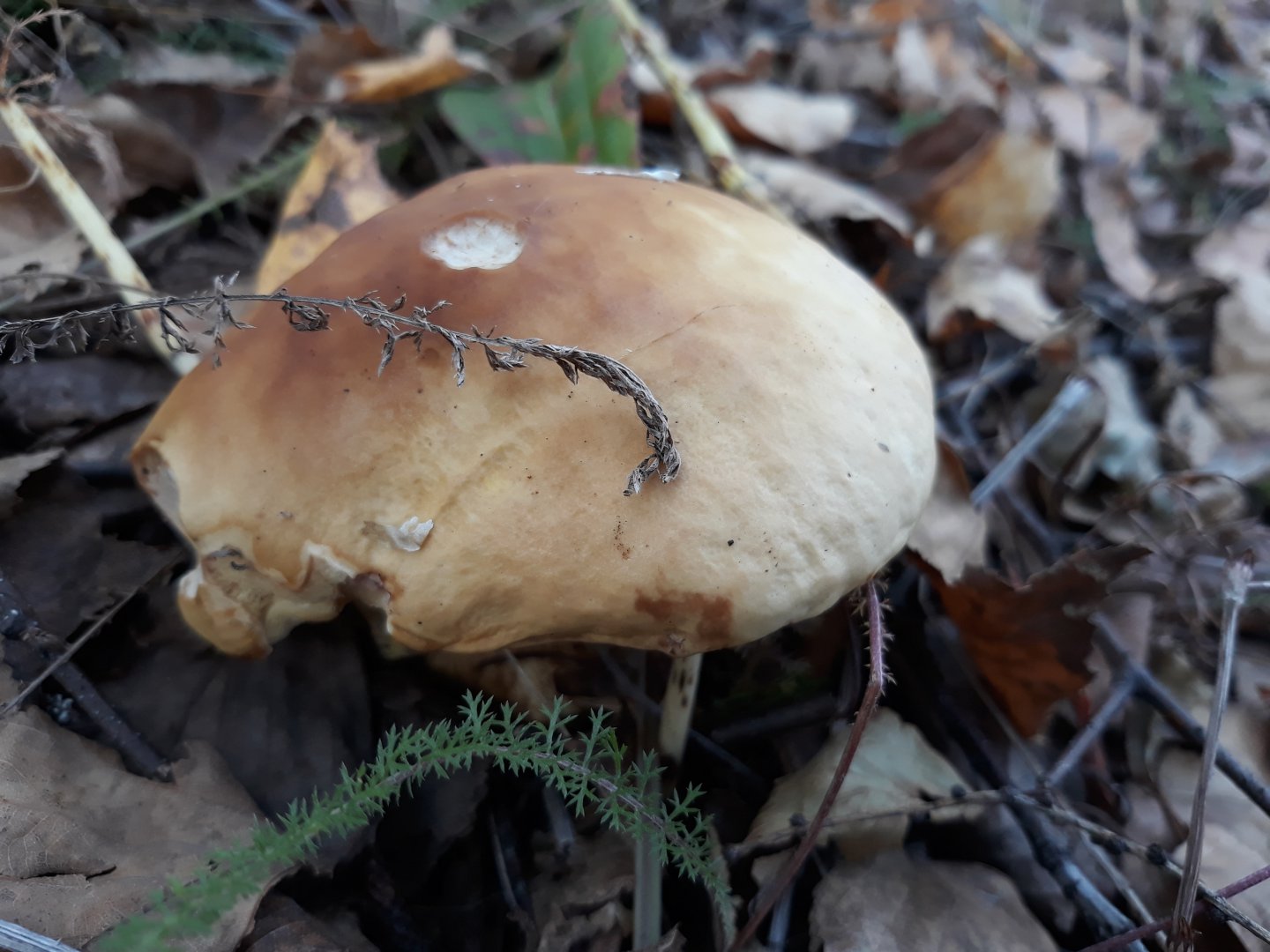 20180921_171347.jpg