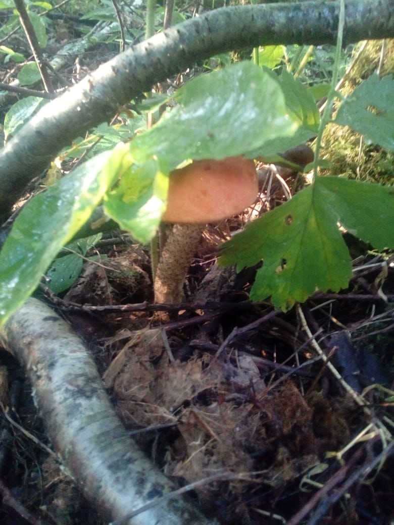 2019-07-24 at 07.32.38.jpeg