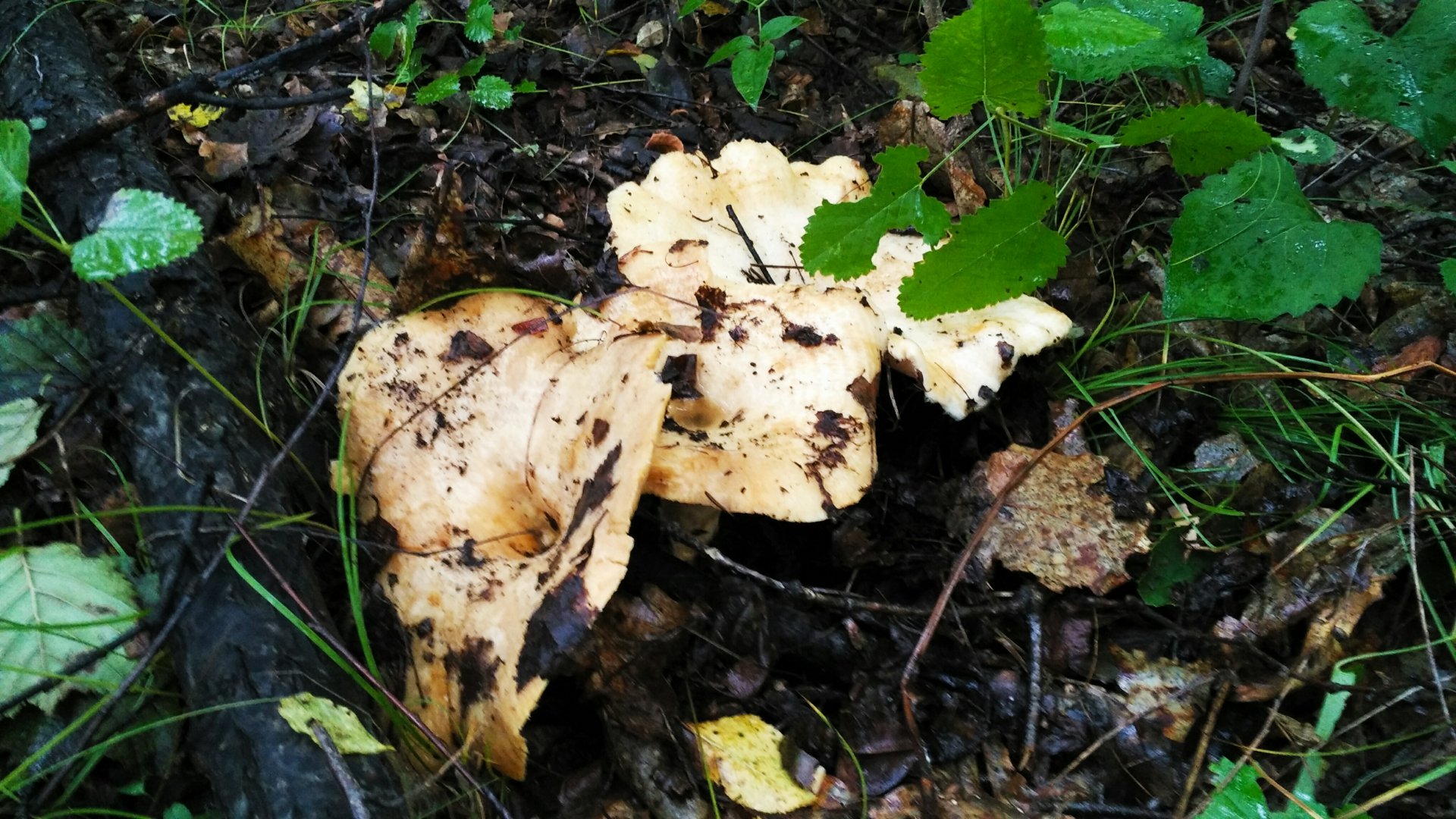 2019-08-19_15-57-16_471.jpg