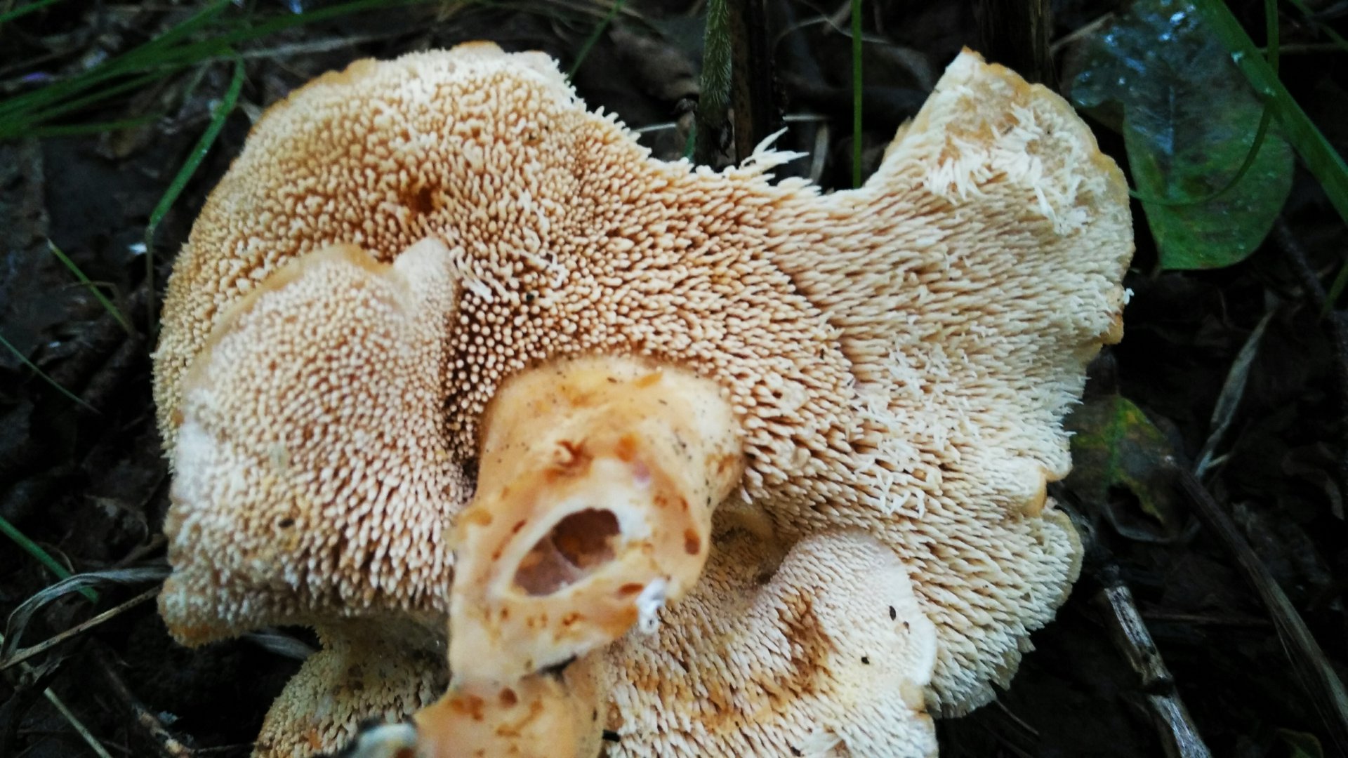 2019-08-19_15-57-30_236.jpg