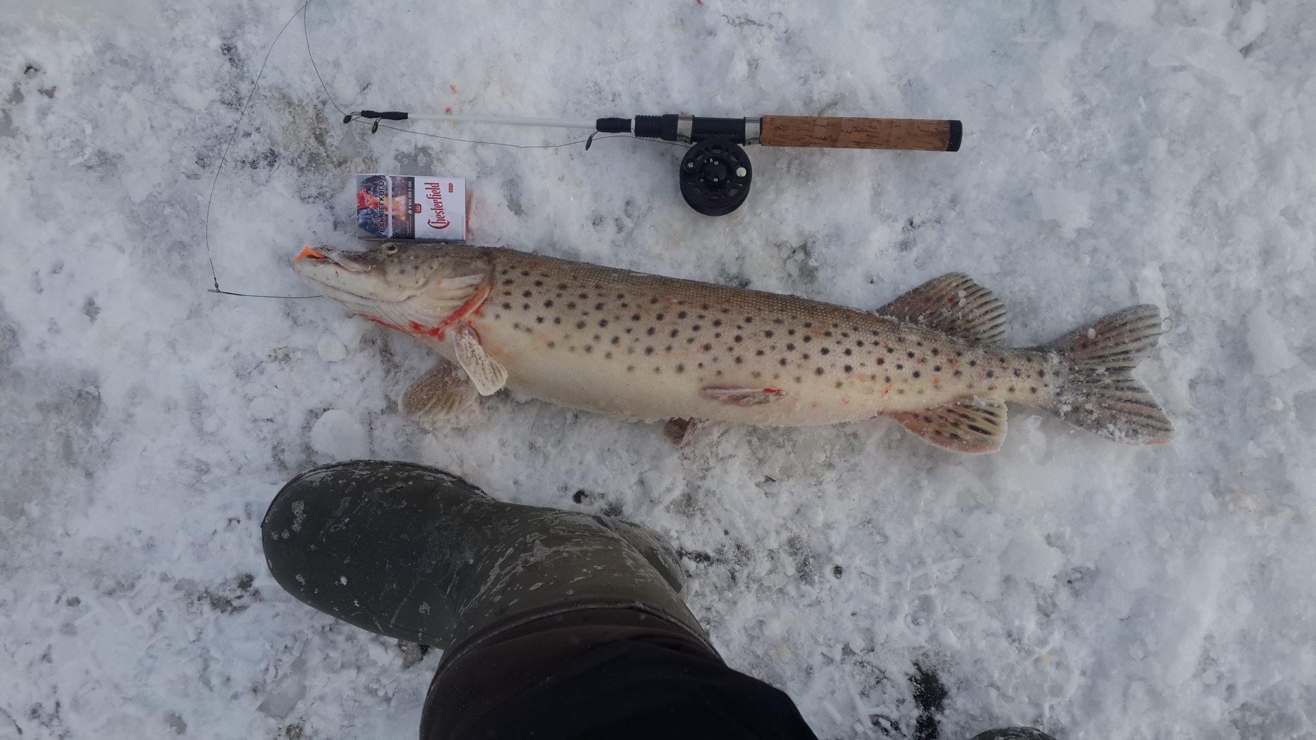 20190120_122545.jpg 20190120_122545.jpg