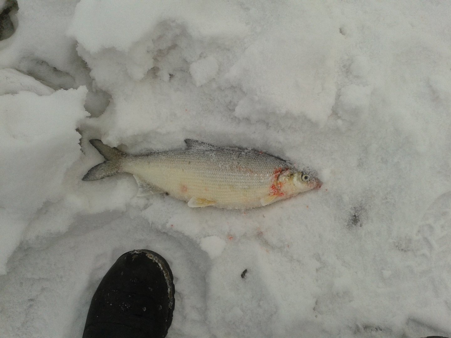 20190203_154446.jpg