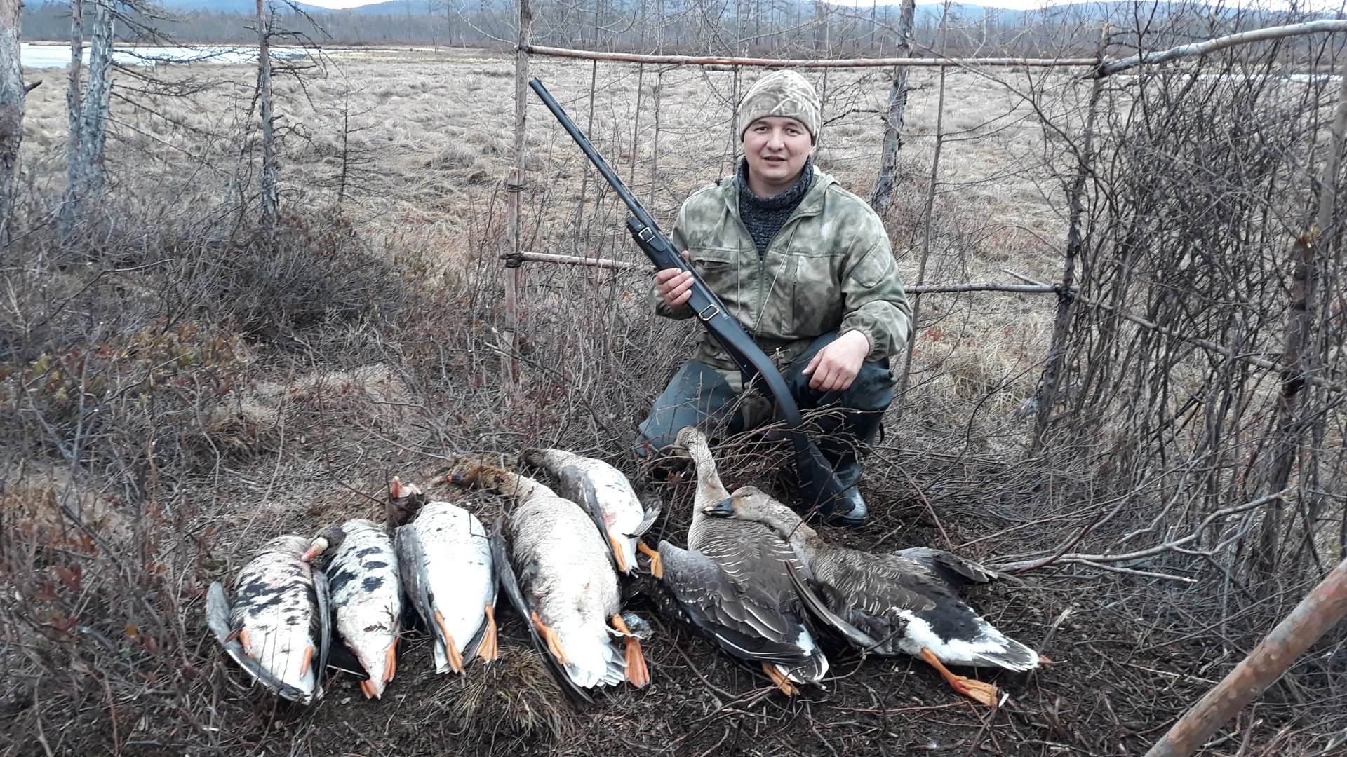 Сроки охоты в приморском крае. Охота на гуся в Коми 22г. Охота на гуся в Костромской области в 2022. Весенняя охота.