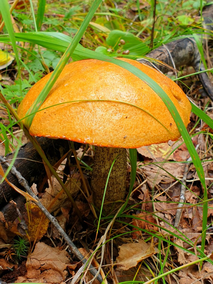 20190824_220134.jpg