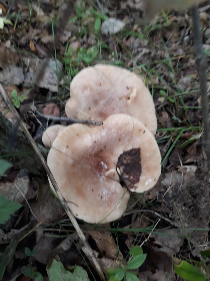 20190901_162139.jpg