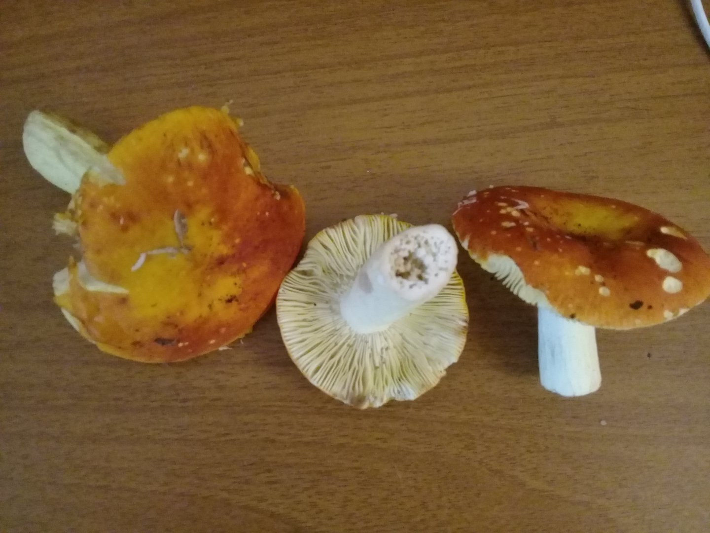 20190907_181534[1].jpg
