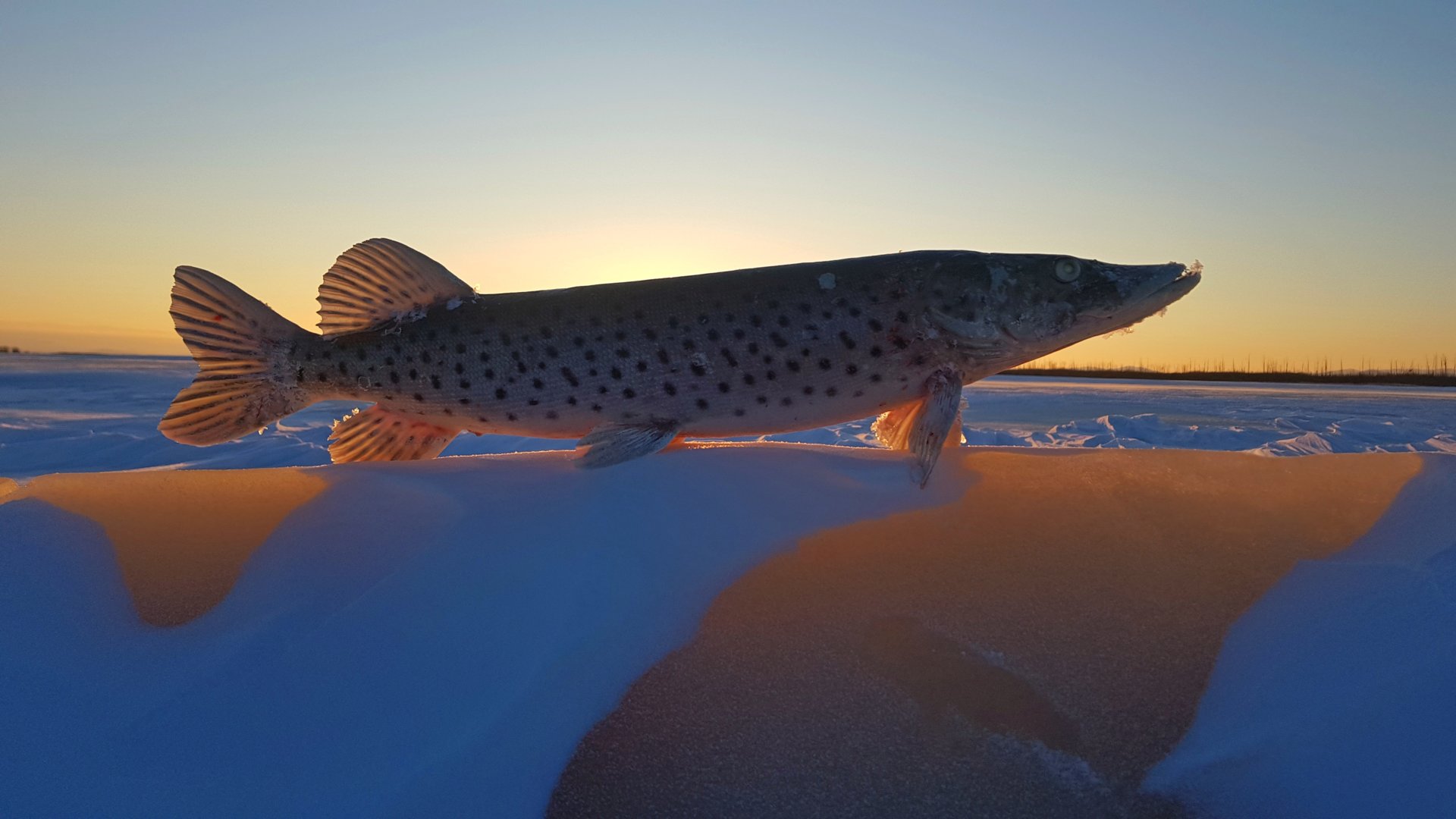 2020-12-24 16-10-45.JPG