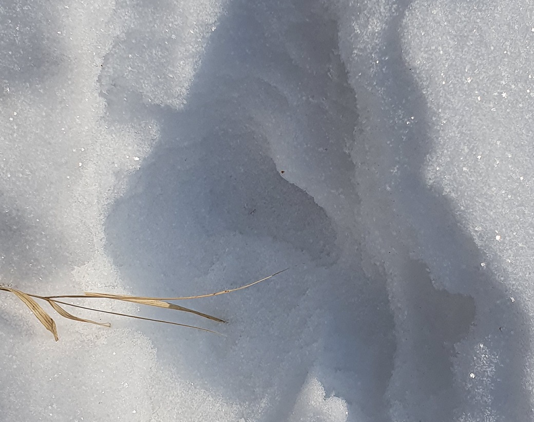 20200202_133450 увел.jpg