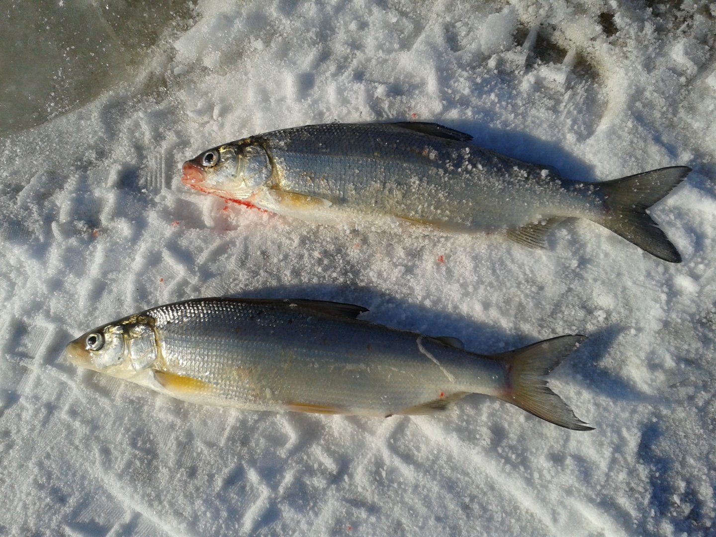 20200226_160547.jpg 20200226_160547.jpg