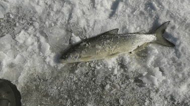 20200226_200103.gif 20200226_200103.gif