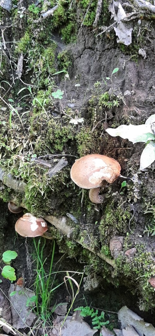 20200723_135649.jpg