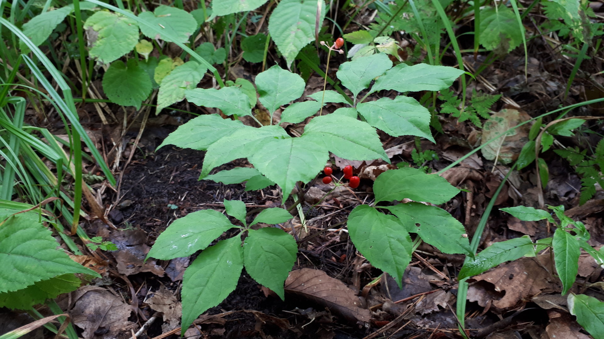 20200804_140253.jpg